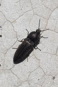 <i>Cidnopus pilosus</i>