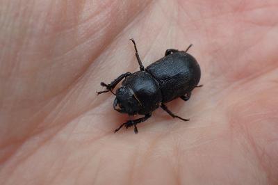 <i>Dorcus parallelipipedus</i>