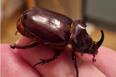 <i>Oryctes nasicornis</i>