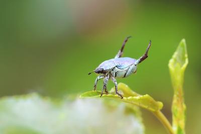 <i>Hoplia coerulea</i>