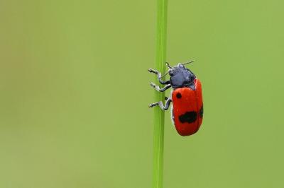 <i>Clytra laeviuscula</i>
