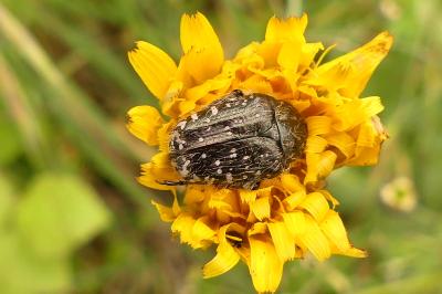 <i>Oxythyrea funesta</i>