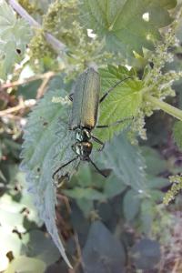 <i>Lytta vesicatoria</i>