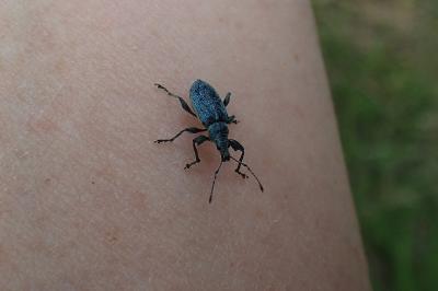 <i>Phyllobius pomaceus</i>