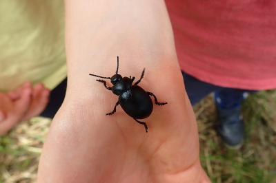 <i>Timarcha tenebricosa</i>