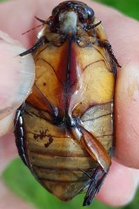 <i>Cybister lateralimarginalis</i>