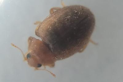 <i>Rhyzobius litura</i>