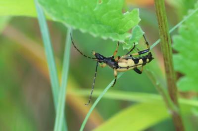 <i>Rutpela maculata</i>