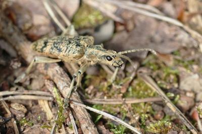 <i>Rhagium sycophanta</i>