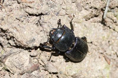 <i>Dorcus parallelipipedus</i>
