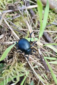 <i>Timarcha tenebricosa</i>