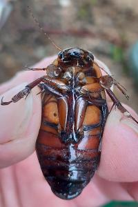 <i>Dytiscus dimidiatus</i>