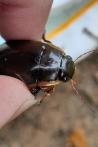 <i>Dytiscus dimidiatus</i>