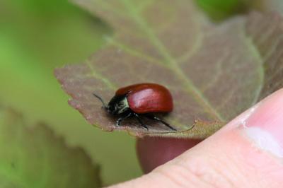 <i>Chrysomela</i>