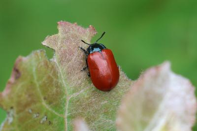<i>Chrysomela</i>