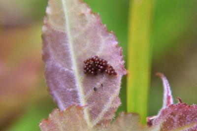 <i>Chrysomela</i>