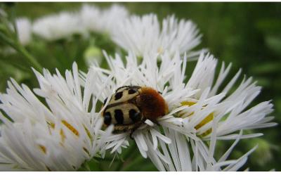 <i>Trichius</i>