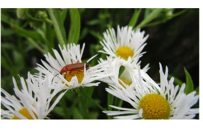 <i>Rhagonycha fulva</i>