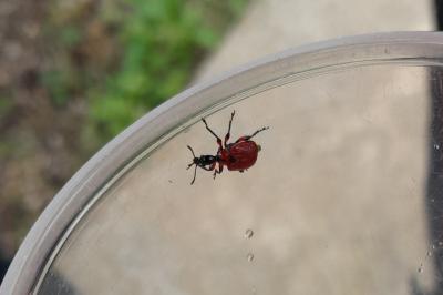 <i>Apoderus coryli</i>