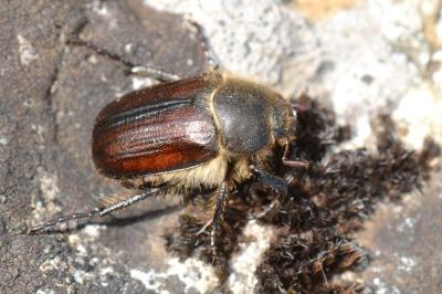 <i>Amphimallon atrum</i>
