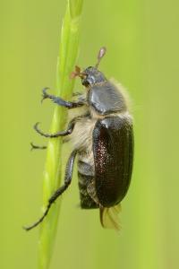<i>Amphimallon atrum</i>