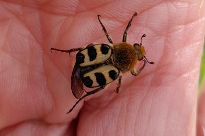 <i>Trichius gallicus</i>