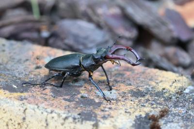 <i>Lucanus cervus</i>