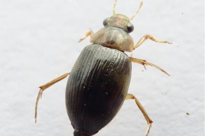 <i>Berosus signaticollis</i>
