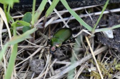 <i>Poecilus</i>
