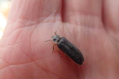 <i>Lampyris noctiluca</i>