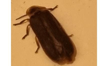 <i>Lampyris noctiluca</i>