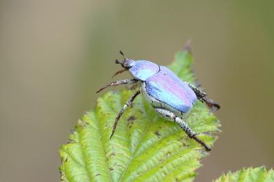 <i>Hoplia coerulea</i>