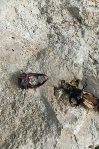 <i>Lucanus cervus</i>