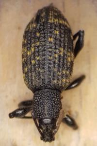 <i>Otiorhynchus sulcatus</i>