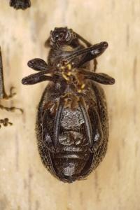 <i>Otiorhynchus sulcatus</i>