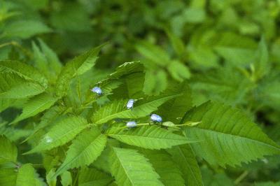 <i>Hoplia coerulea</i>