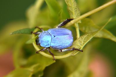 <i>Hoplia coerulea</i>
