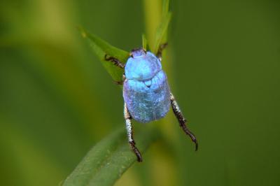 <i>Hoplia coerulea</i>