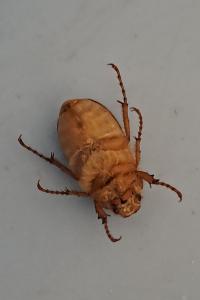 <i>Amphimallon solstitiale</i>