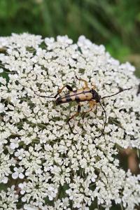 <i>Rutpela maculata</i>
