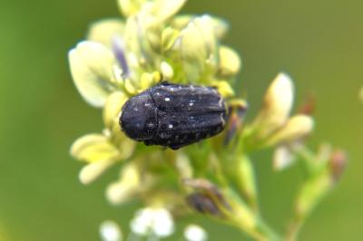 <i>Oxythyrea funesta</i>