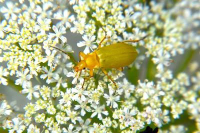 <i>Cteniopus sulphureus</i>
