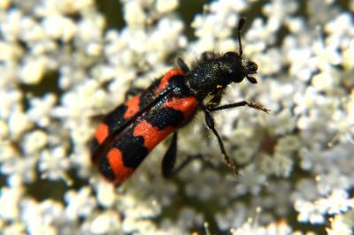 <i>Trichodes alvearius</i>