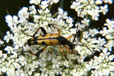 <i>Rutpela maculata</i>