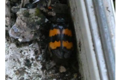 <i>Nicrophorus</i>