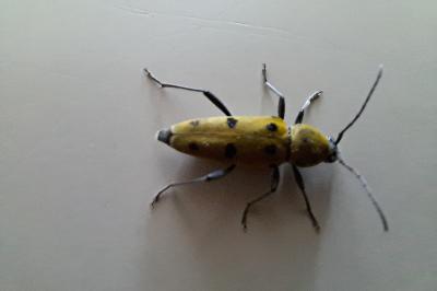 <i>Chlorophorus glabromaculatus</i>