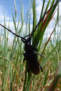 <i>Cerambyx cerdo</i>