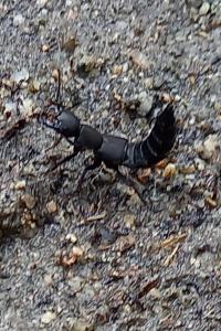 <i>Ocypus olens</i>