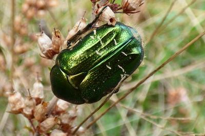 <i>Cetonia aurata</i>