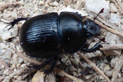 <i>Anoplotrupes stercorosus</i>